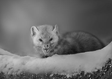 Cute Pine Marten