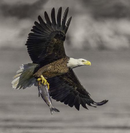 Bald Eagle