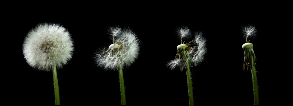 dandelion flower sequenz de Bjoern Alicke
