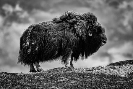 male Musk ox