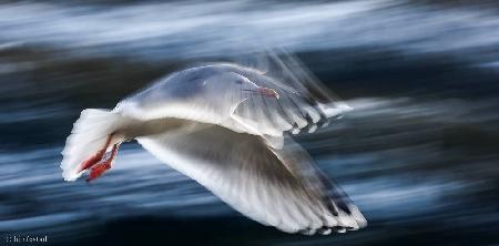 ...Panning Gull...