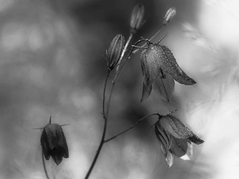 Monochrome bluebells de Bjorn Emanuelson