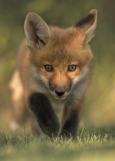 Red Fox Kit