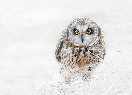 Short Eared Owl