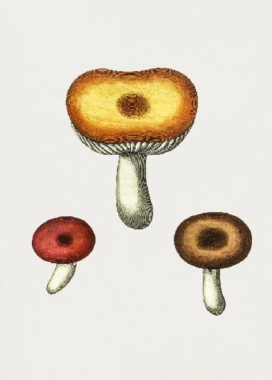 Hand Drawn Galerina Mushroom