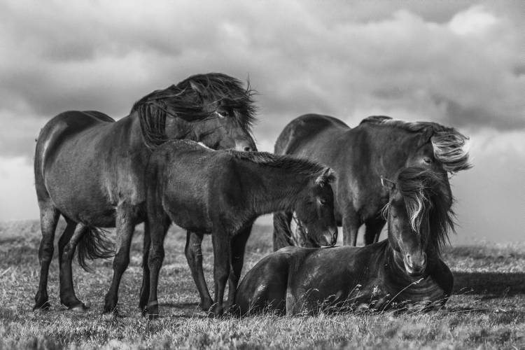 Happy Family de Bragi Ingibergsson