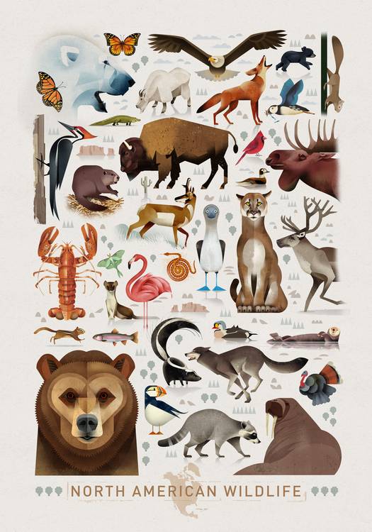 North American Wildlife de Dieter Braun