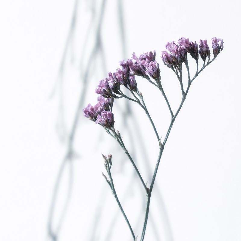 Magic Flowers 5 de Anke Brehm