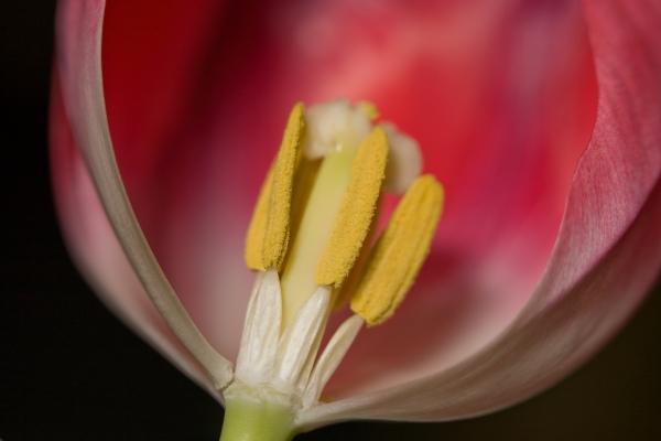 Tulpe de Brigitte Götz