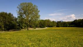 Butterblumenwiese