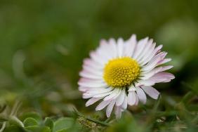 Gänseblümchen