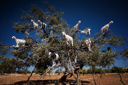 Argan Goats