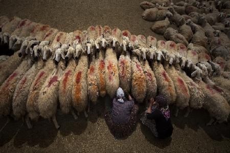 Sheep milking