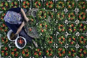 Wreath making