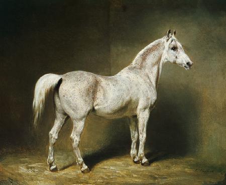 'Beatrice', el caballo árabe blanco de Helmuth Graf von Moltke - Carl Constantin Steffeck