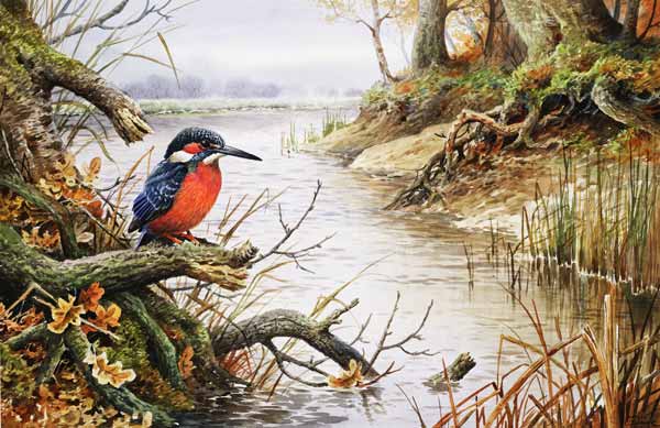 Kingfisher (w/c)  de Carl  Donner