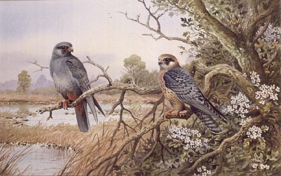 Red-footed Falcons  de Carl  Donner