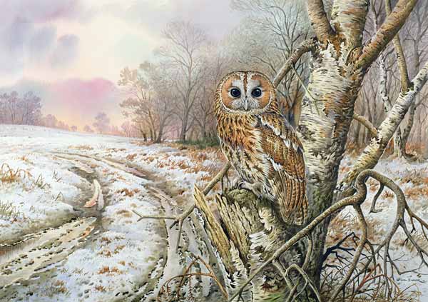 Tawny Owl  de Carl  Donner