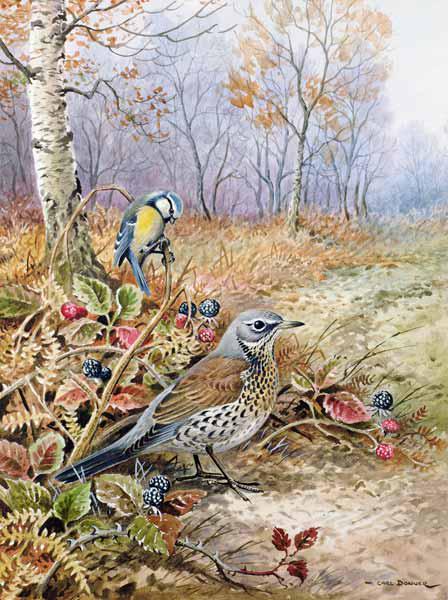 Fieldfare and Blue Tit 