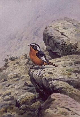 Moussier''s Redstart 