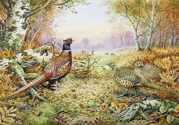 Pheasants in Woodland 