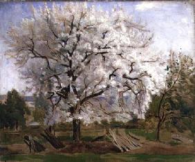 Apple Tree in Blossom