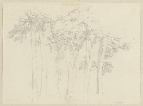 Group of trees