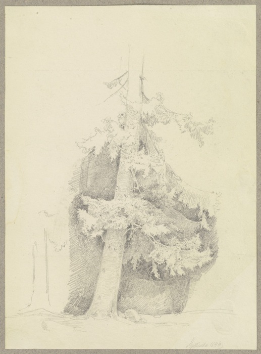 Conifer de Carl Theodor Reiffenstein