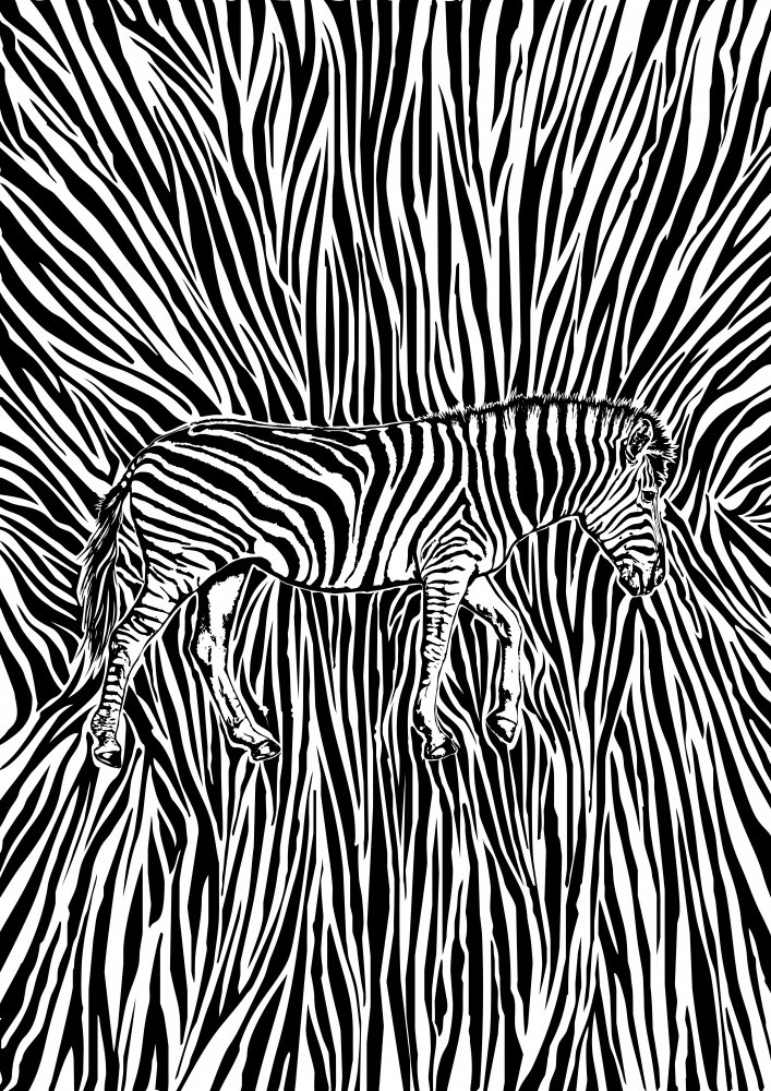 African Zebra striking camouflage de Carlo Kaminski