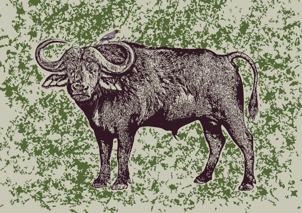 Cape Buffalo and Oxpecker de Carlo Kaminski