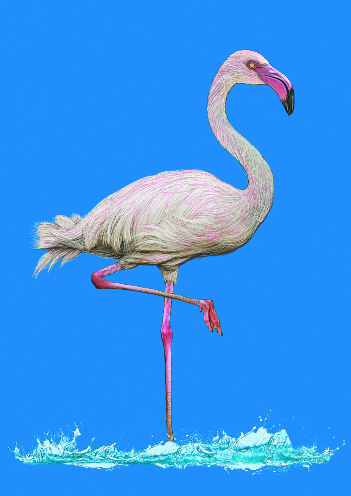 Pinkish Flamingo in water blue sky de Carlo Kaminski