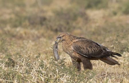 The Long Legged Buzzard found his meal