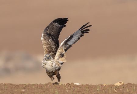 The Buzzards dance