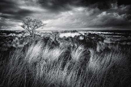 Tree &amp; Grass