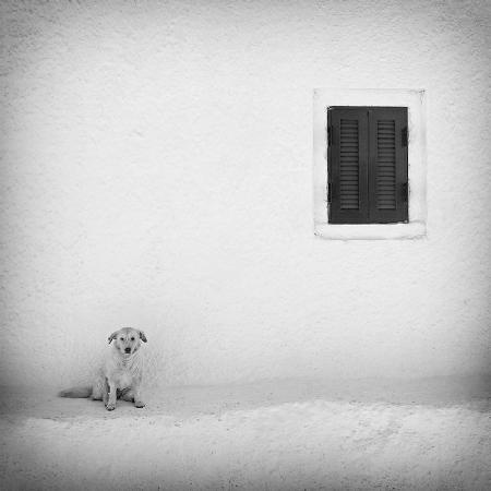 lonely dog