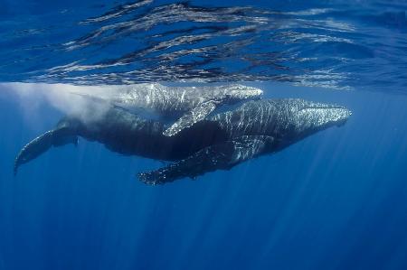 Humpback Whales