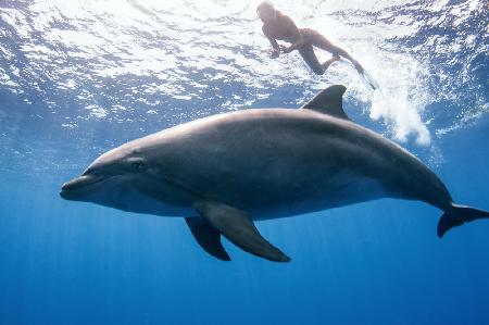 dolphin and human