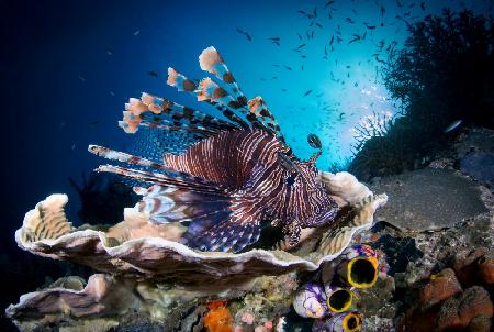 Lionfish