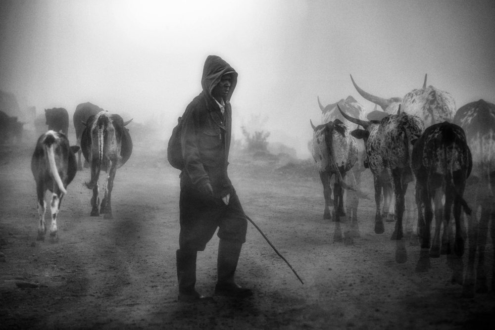 ...cattle herd in the mist... de Charlaine Gerber