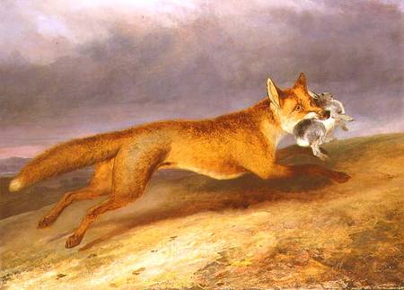 Fox making off with a Rabbit de Charles Hancock