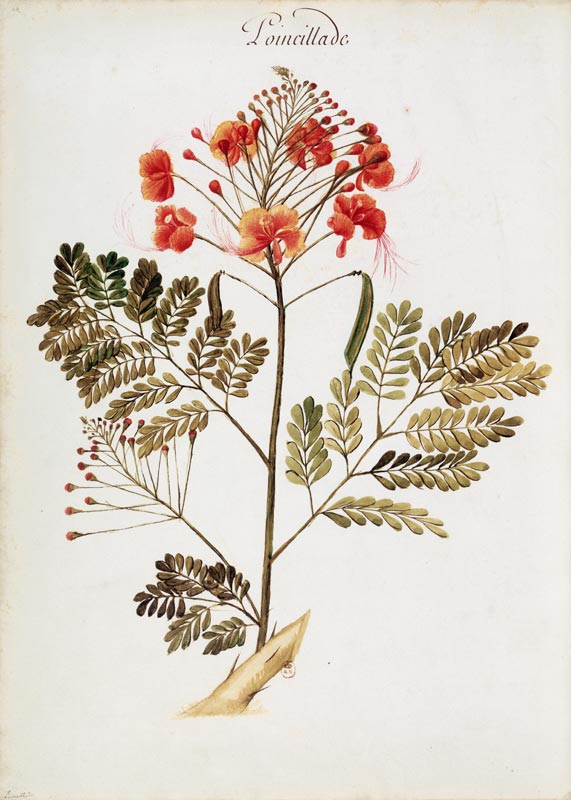 Poinciana / Ch.Plumier de Charles Plumier