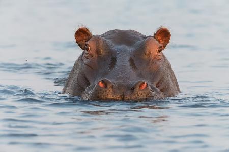 On Chobe River