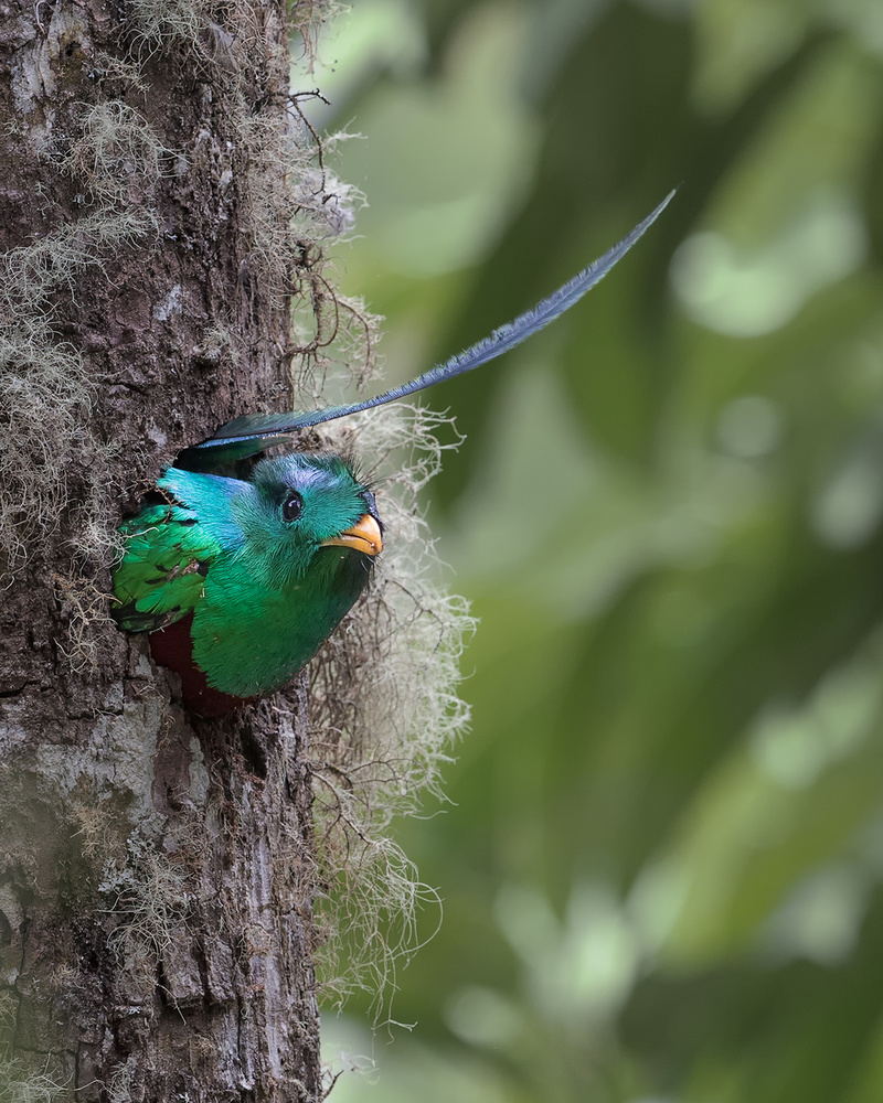 The nest is not deep enough. de Cheng Chang