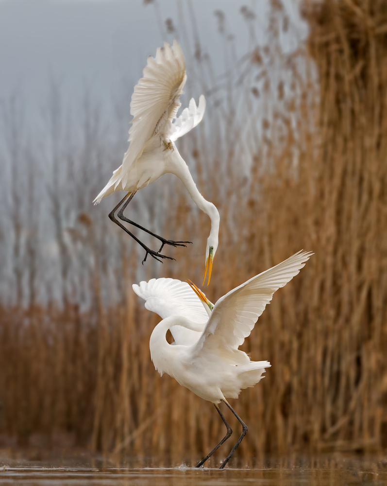 Double dance. de Cheng Chang