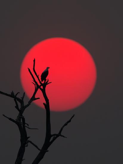 Sunset on Chobe River