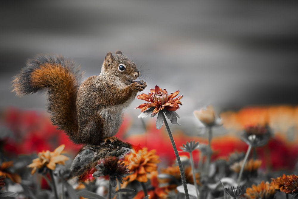 Lovely Squirrel de Cher Gu
