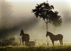 Pferde im Morgennebel