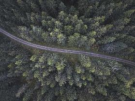 Small road through the forest