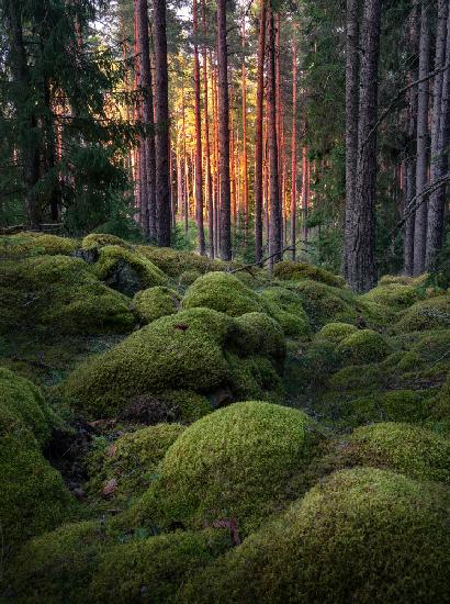 Mossy forest