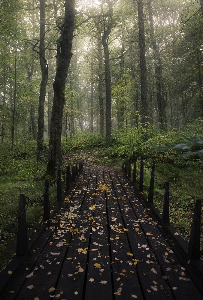 Misty morning de Christian Lindsten